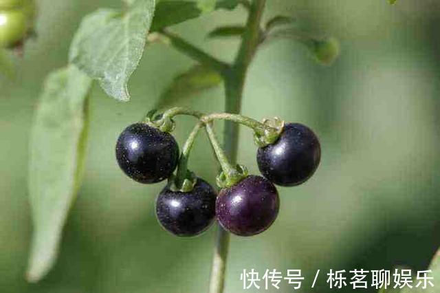 水肿|农村人称为“老鸭眼睛”的一味中药,可以用来调理肾炎水肿!