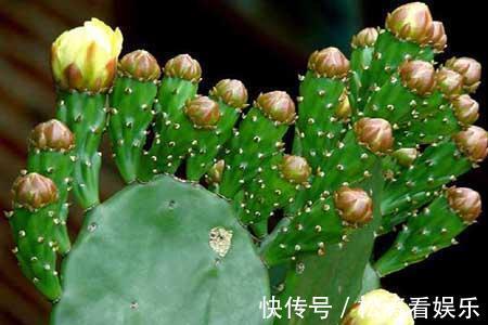 仙人掌|仙人掌烂根不用怕，这样处理一下，轻松长出大白根