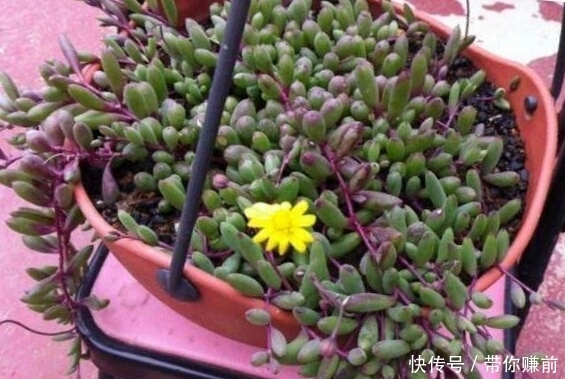 冬天|这3种花，好养又漂亮，现在种1盆，美了夏秋天，绿了冬天！