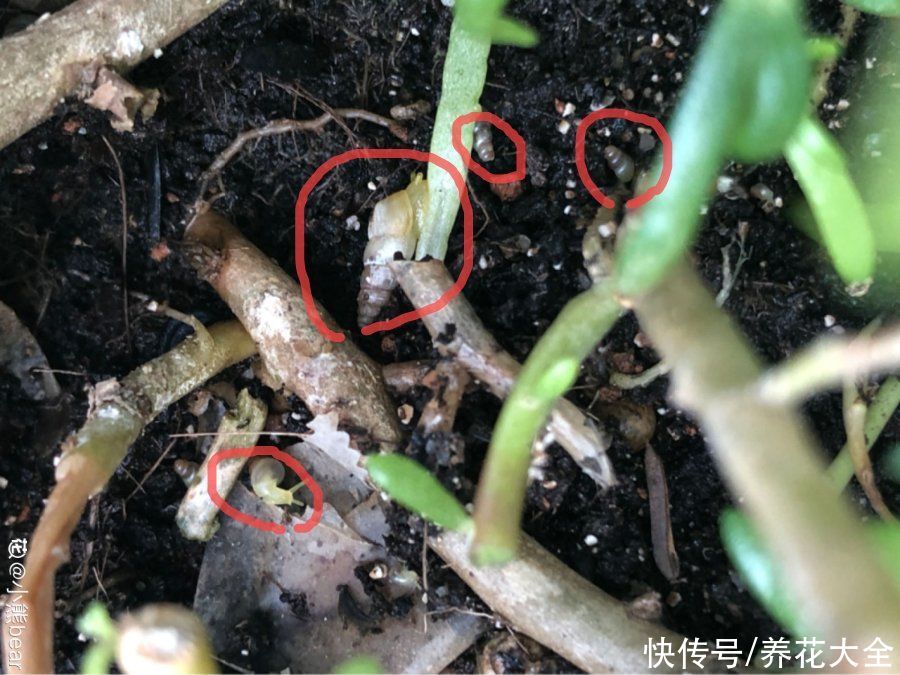 花盆里有蚂蚁是好事 花盆里有蚂蚁是好事