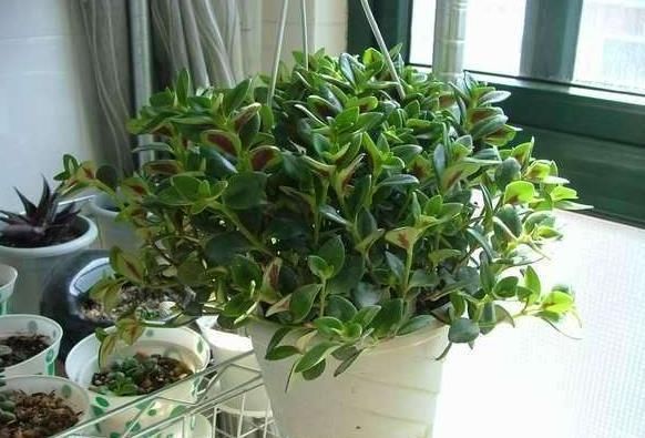 阳台|“不占地方”的4种花，多养几盆，阳台成“花海”，“天天”赏花