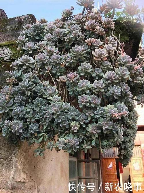 4种多肉，靠天吃饭，农村房顶上也能活，一盆能养20年