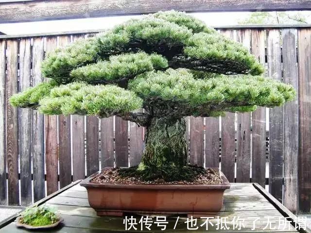 龟甲牡丹|世界上最名贵的花，一盆就是一座房子！