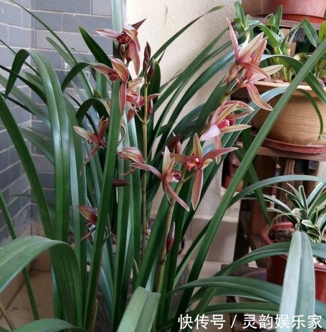 沥水性|墨兰不开花找出“罪魁祸首”,3招就解决,年年乱窜花箭