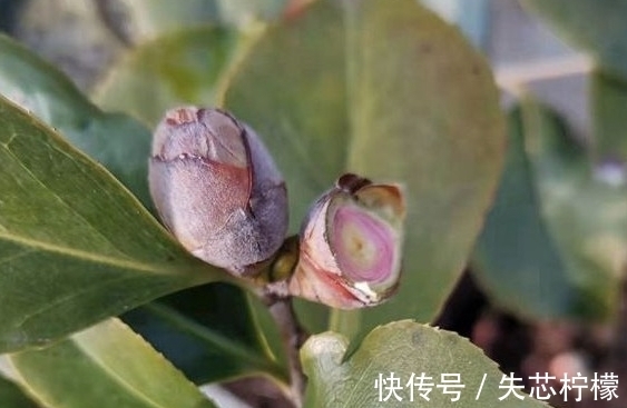 茶花怎样养才能一年比一年开花多,正确疏蕾和追肥必不可少