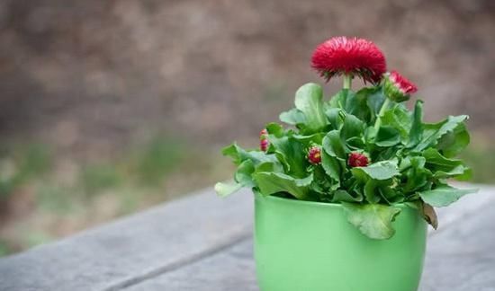 教你一招，不仅能让你的花草远离黄叶和虫害，还能爆盆！