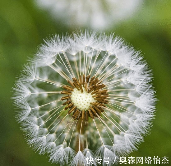 蒲公英|蒲公英连根都可以吃,但不是万能神草,这四种人千万不要吃!