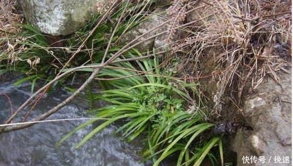 爷爷从农村山上挖来的东西,一分钱没花,还能净化空气!