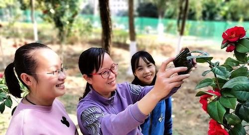 广西河池：山茶花开迎春来(组图)