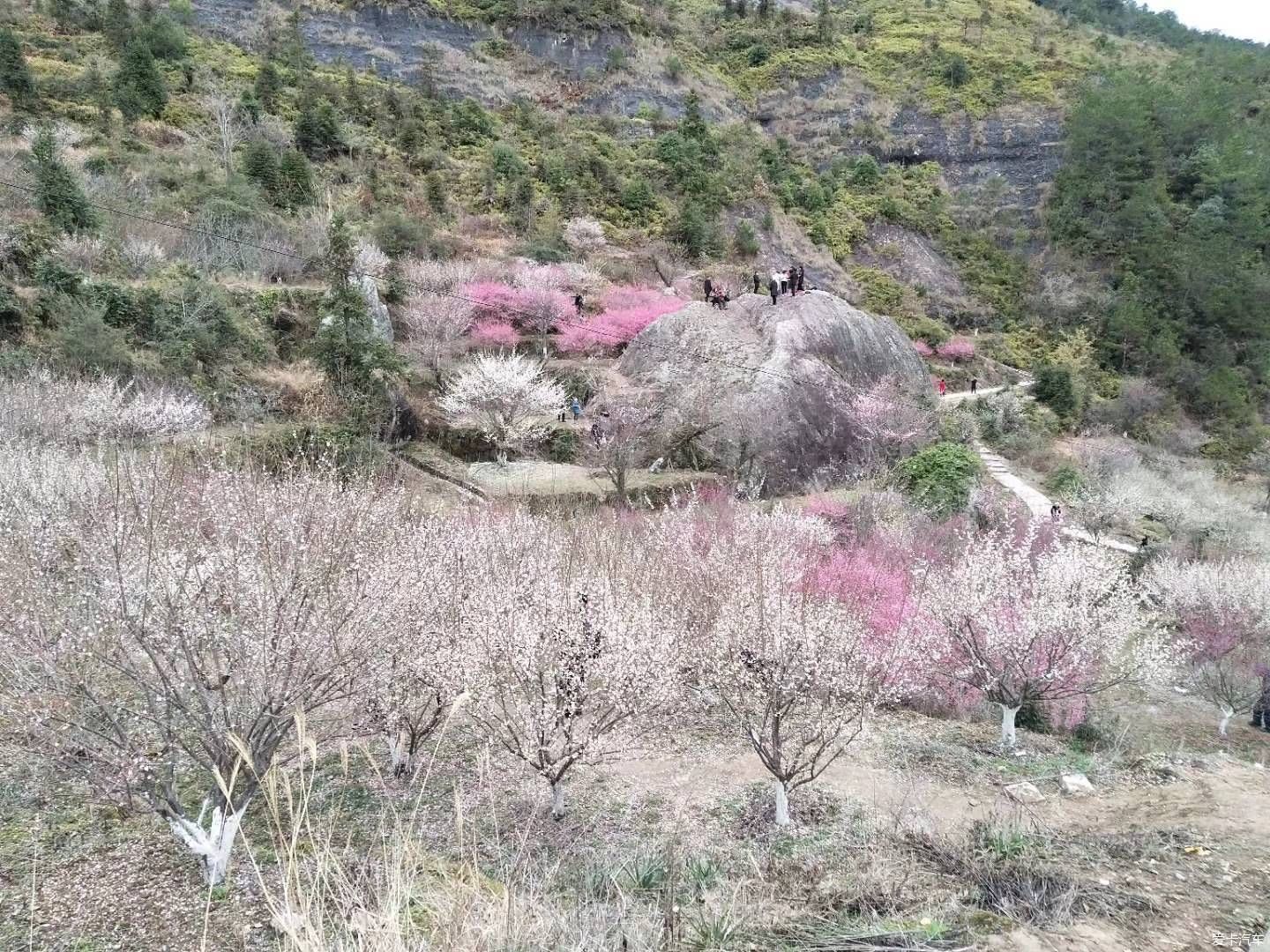 疏影横斜水清浅，赏梅记