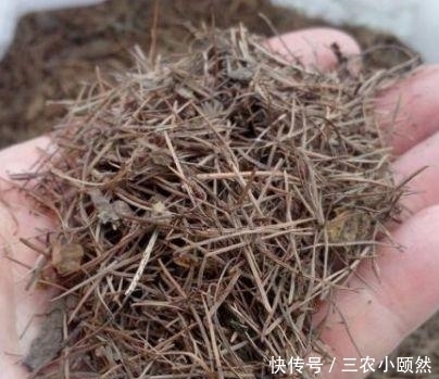 此种“小东西”自带酸性,肥力大,花盆里撒一把,治虫、不黄叶!