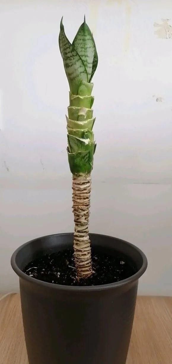 虎皮兰,红掌,吊兰养成老桩,变成大树,真壮观