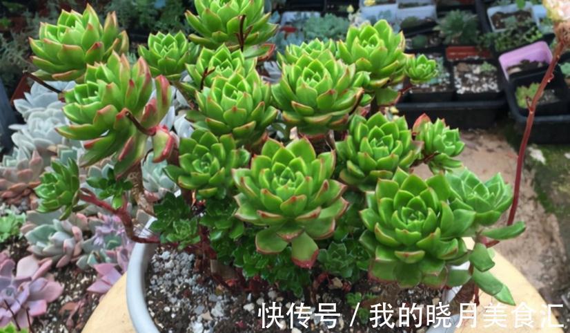 多肉蒂亚,从买回家到现在,叶子一直绿得像盘菜,该怎么办?