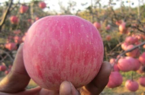 经常便秘不用怕,3种食物换着吃,快速通便,肠道越吃越干净