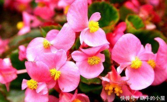 颜值超高的几款花卉美过玫瑰,漂亮又好养,一年四季开花不断