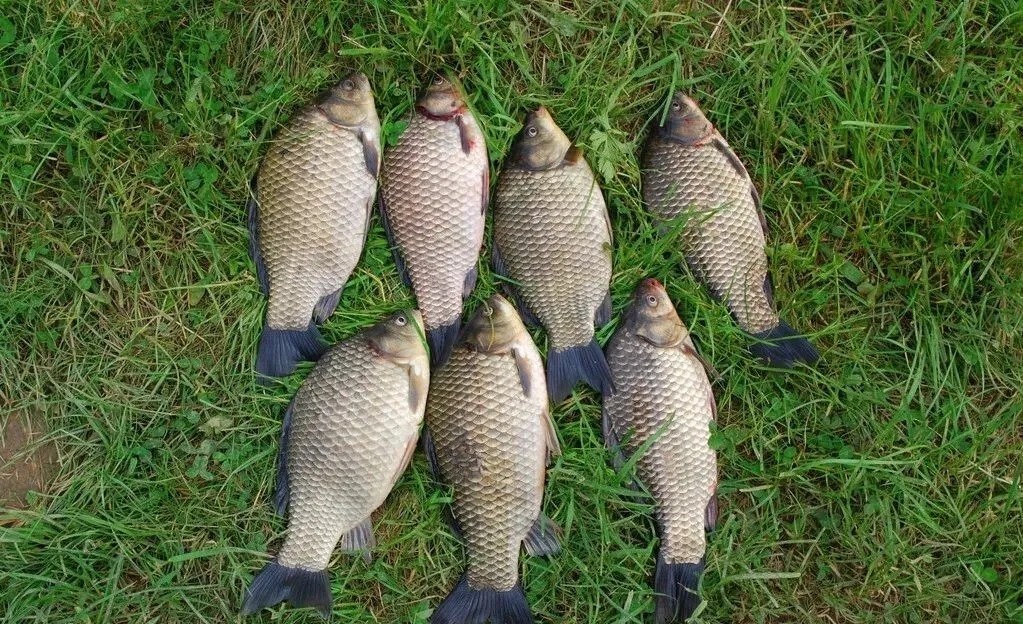 鲫鱼爱吃的是这种饵,用对饵料,不愁钓不到大板鲫!