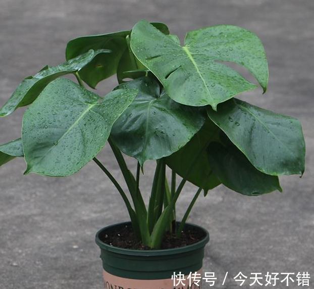 植物生长慢,将3种小东西兑水浇,茎秆粗壮,枝叶疯长不停