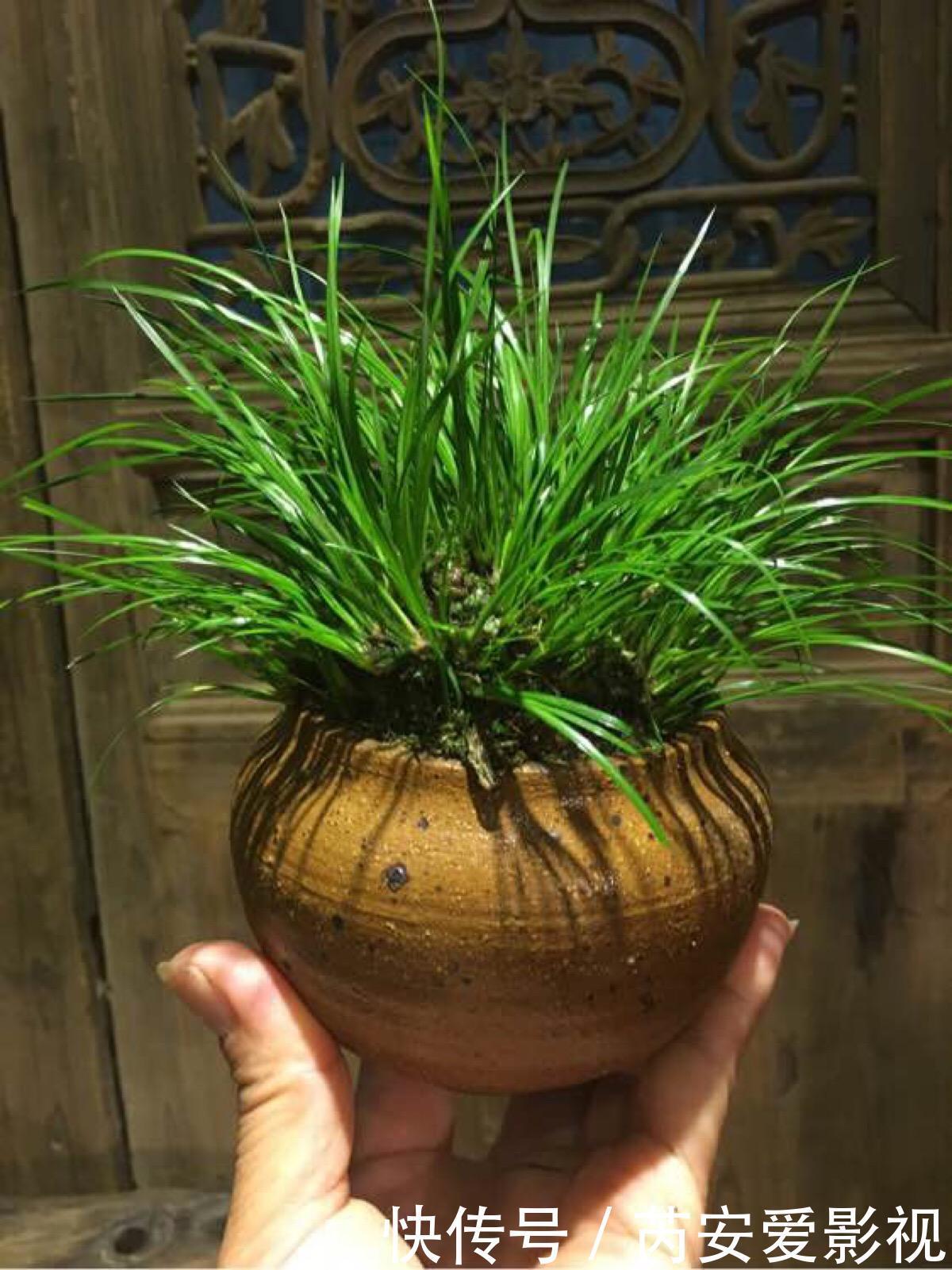 土壤|菖蒲是盆景不可缺少的装饰植物,多浇水少施肥,湿着养