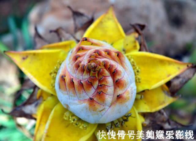 解毒#经常用来为喂猪,却不知花可解酒、解毒,人们尊称为“五树六花”