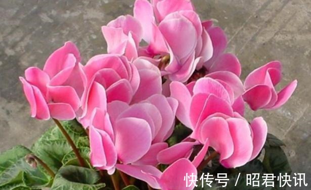 天气转冷,三种花正准备孕育花苞,做好这几点,花朵又多又大