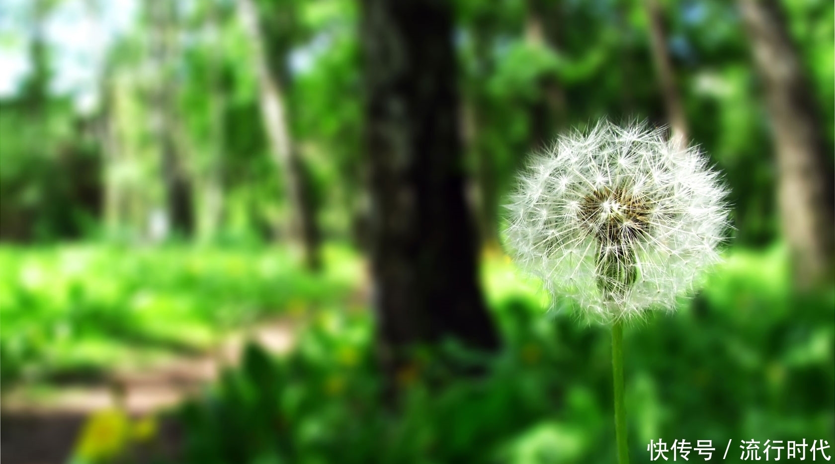 6月份多吃这3种宝贝野菜,滋阴润燥、保肝降血压,吃到就是赚到