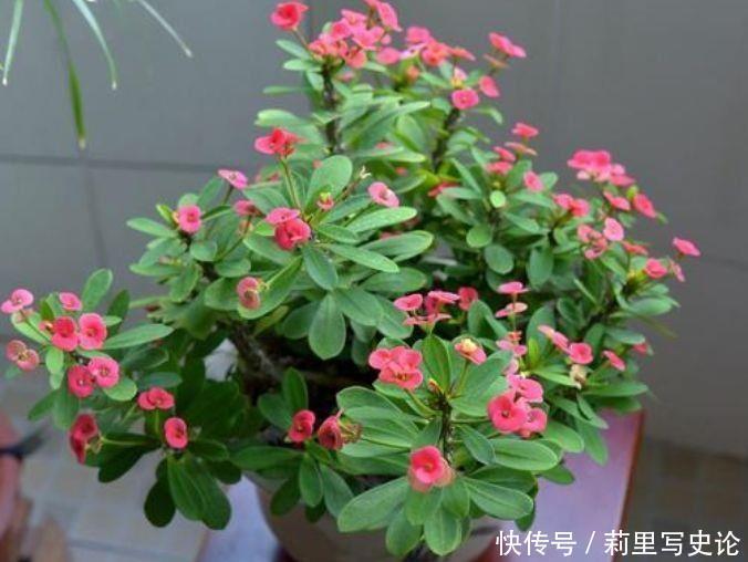 开花|4种花深受花友的喜欢,开花爆盆很简单,疯长不停超美的