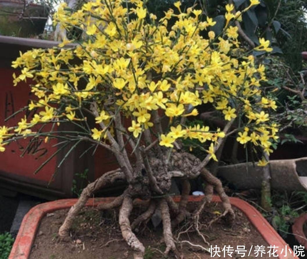 花苞|立秋后，3种花长出花苞，补上几次磷钾肥，提高开花质量