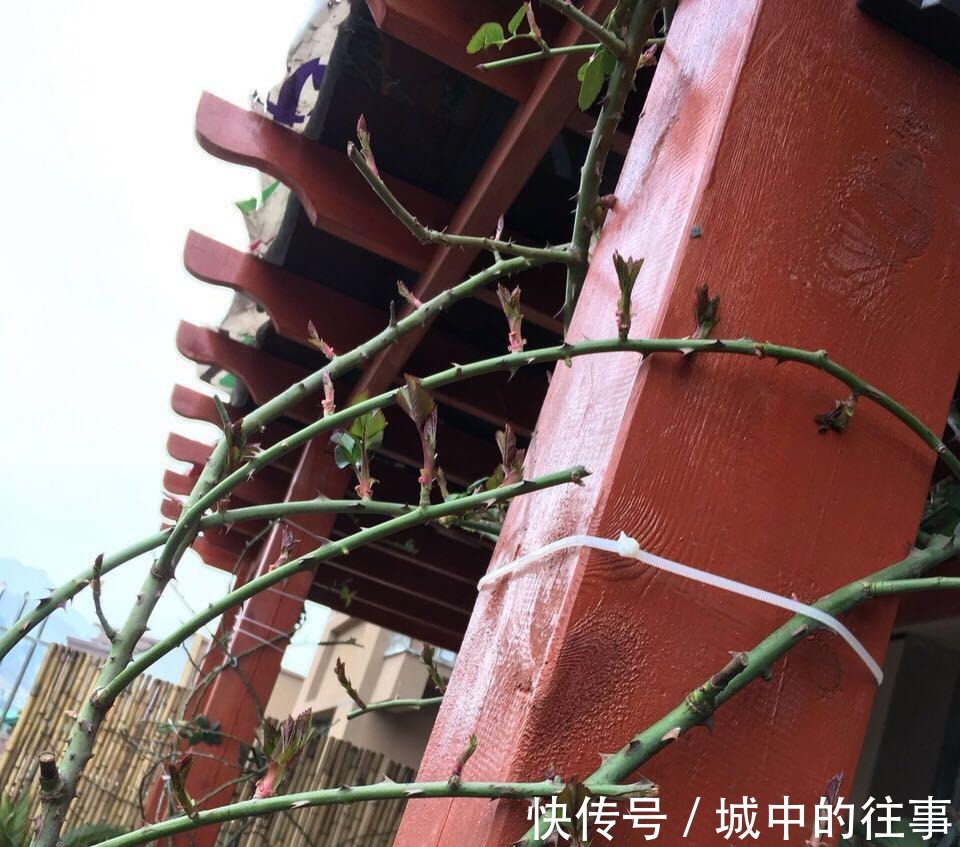 吴大爷养“月季”,三月喂点“零食”,花朵嗖嗖冒,1年开不停!