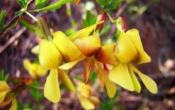食物|会吃的人更健康,3种食物离不开,美容养颜,滋润身体!