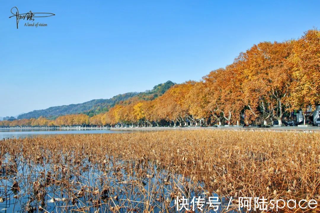 散散步|杭州的冬天只要没有积雪，西湖风景总不缺绿意盎然