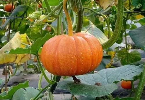 降糖|43岁女子降糖半年，血糖从14.2到5.5，医生赞道：方法值得学习