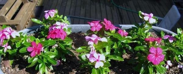 五种漂亮的花,可以趁热天繁殖小苗,温度高更利于生根