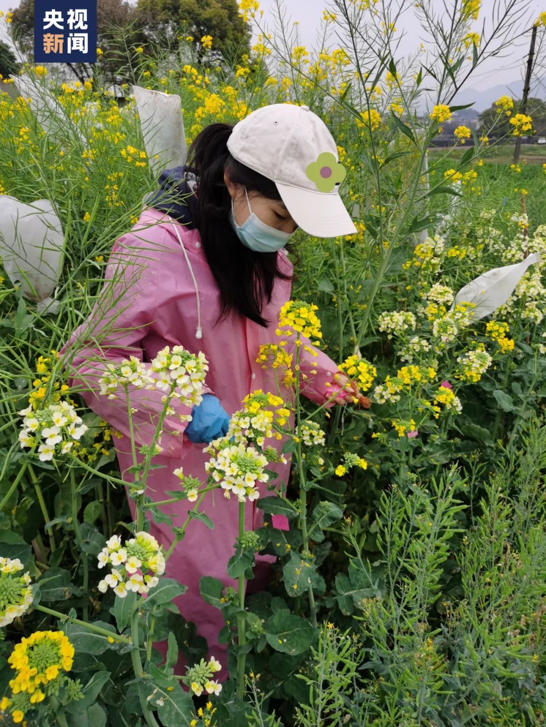 一等奖|这张卡片背后，有个“油菜花女孩”