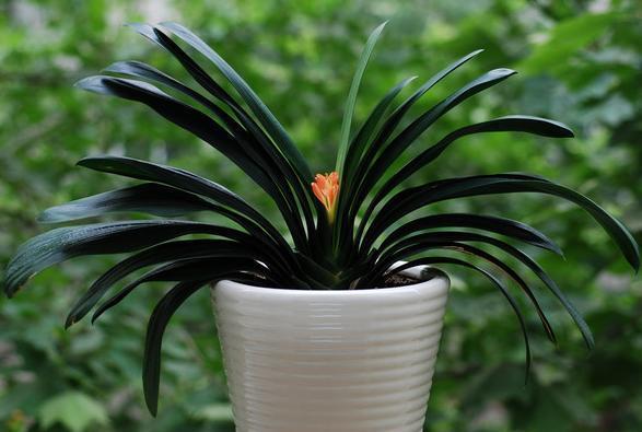 这10种花夏天“晒不得”,一见强光就黄叶,赶紧搬回家