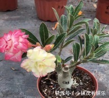  买回来|沙漠玫瑰买回来有3岁了还不开花是怎么回事？求解决方法