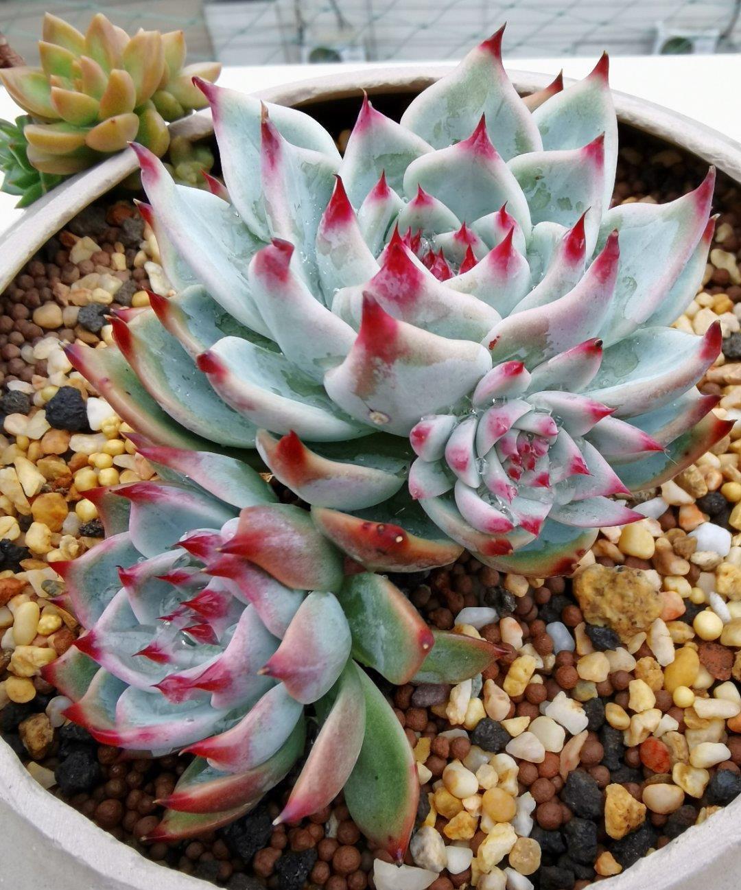 多肉淋雨有益处,做好“三攻略”,遇水疯长,梅雨季节也不糟心