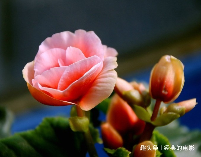 此花植株挺拔典雅豪华,色彩鲜艳异彩纷呈,是一种祥和的好兆头