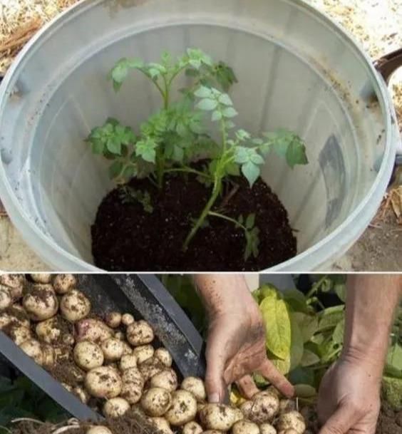  植物|没地种花种菜，没时间浇水几个塑料瓶就能解决，DIY变废为宝