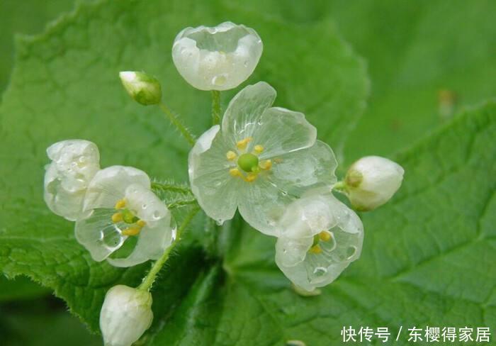 这花雨水变透明，稀有又珍贵，一般生长在野外，小巧可爱真漂亮