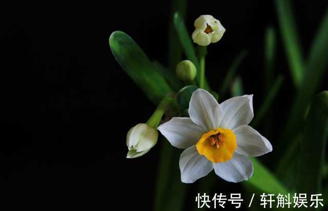 别看这些花草长得美,不要养在家里,“心眼”可坏啦