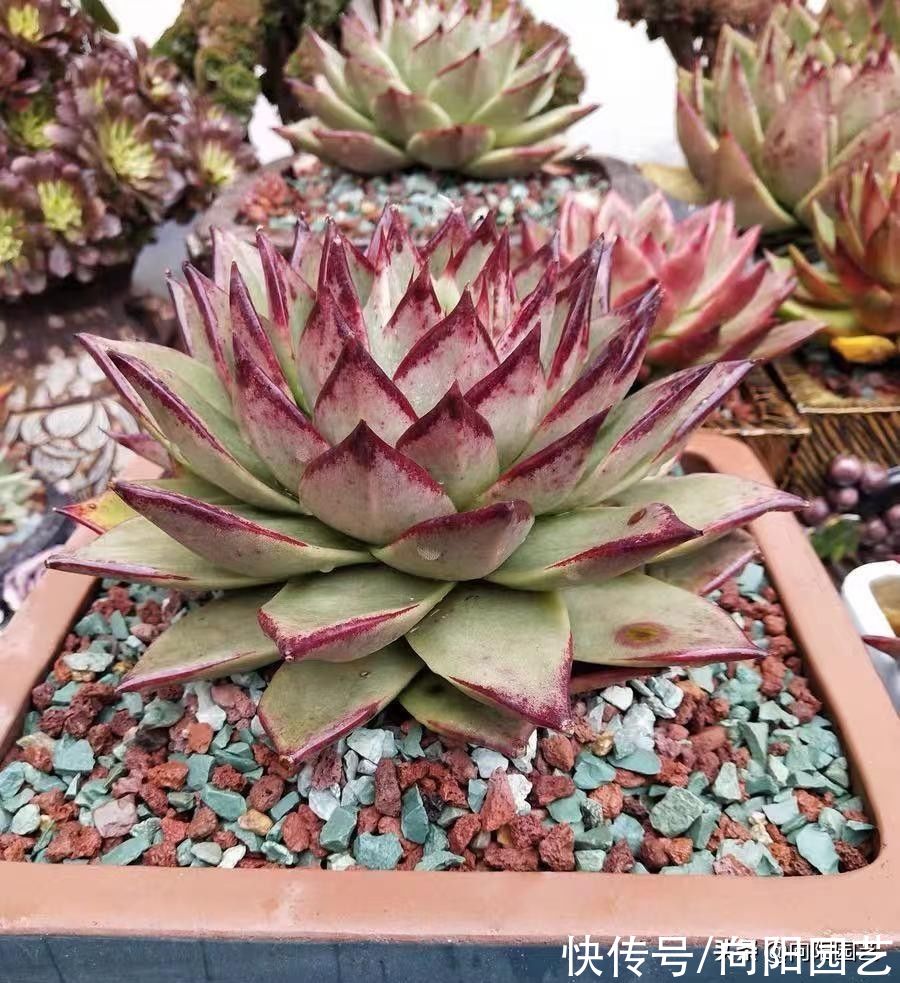 多肉|养多肉,选对品种,选对花盆,养起来更容易,事半功倍