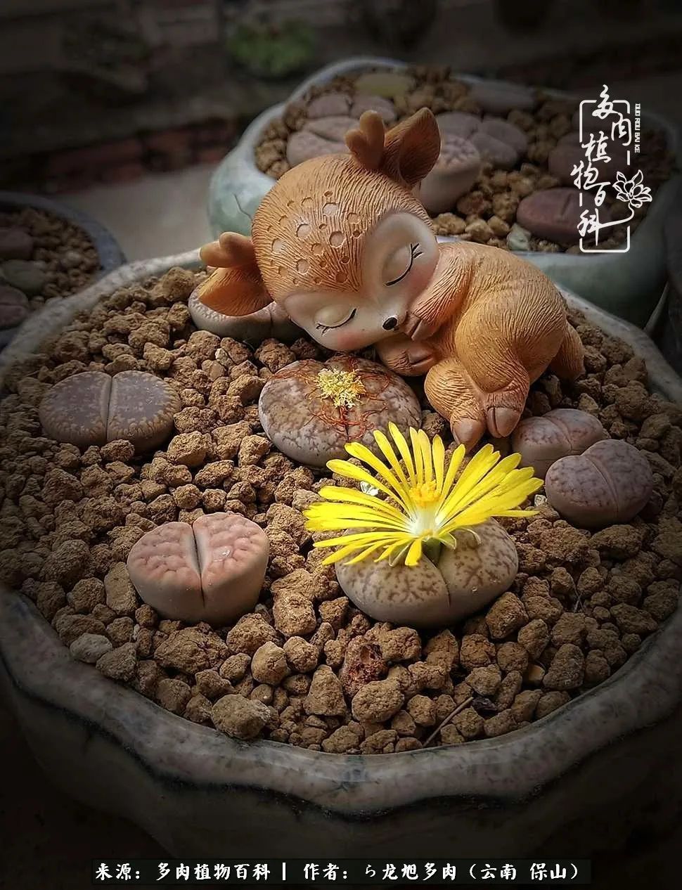 多肉植物|遇见多肉,遇见不一样的你,一养就是10几年!