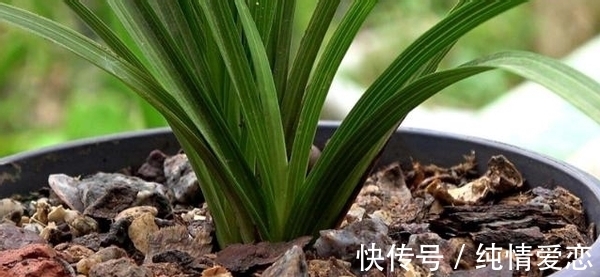 养花自制肥料：该怎么用好柳树皮，挖掘其中的价值？