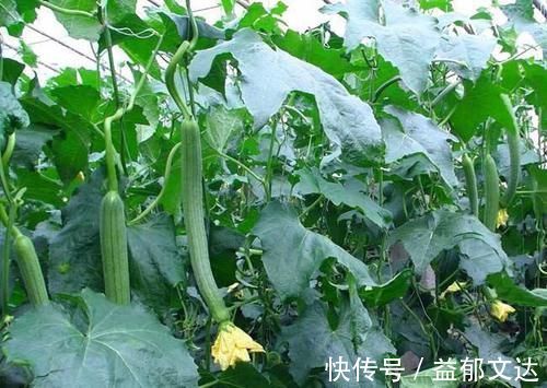 瘦身|晚上多吃3种东西,让你闭眼睡觉也能燃脂瘦身,作用让人吃惊!