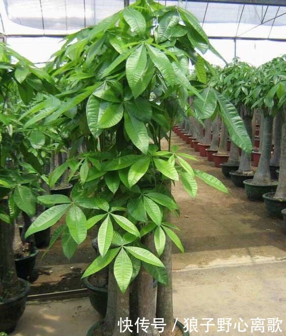 养发财树,注意1个小细节,不烂根不黄叶,嫩叶蹭蹭长,枝繁叶茂!