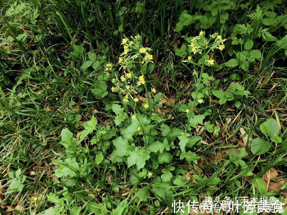 黄鹌菜|曾是穷苦人的救命菜,如今成民间极品野菜,做腌菜是一绝,别错过