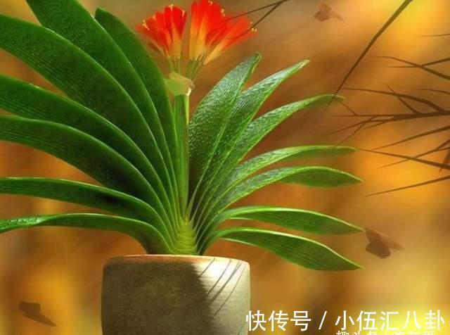 基质|君子兰不用买,一片叶子就能长出一整盆,生根快成活率高