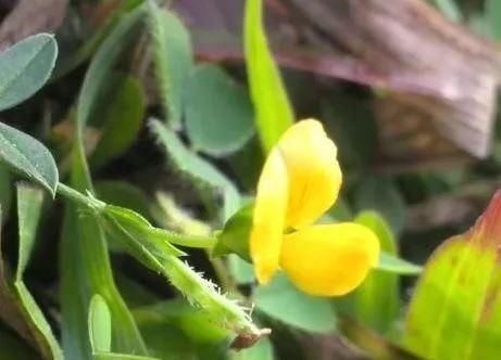 黄花草|荒地里一黄花草，不起眼少有人识，才知价值珍贵，对感冒有良效