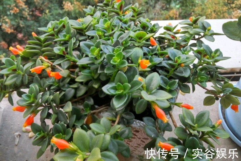 1种花,花开四季,满枝“黄金鱼”,比月季好养,寓意生生不息