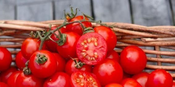 禁忌|西红柿好吃却不能乱吃,吃西红柿有一大禁忌,还很多人不明白